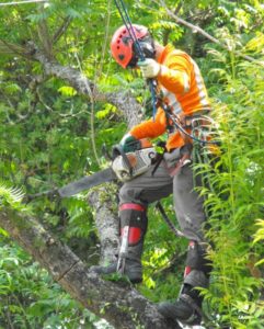 Scott Arborist 1