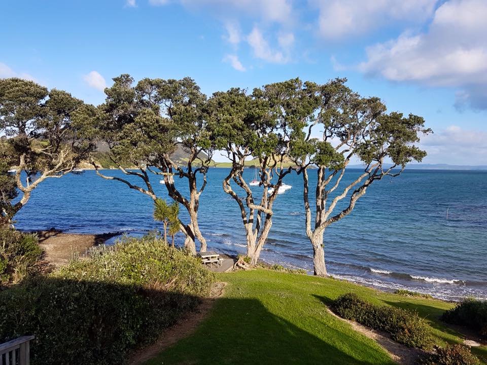 Tree Pruning Native Pohutukawa Trees