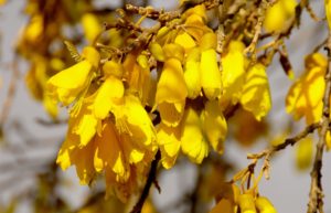 kowhai trees