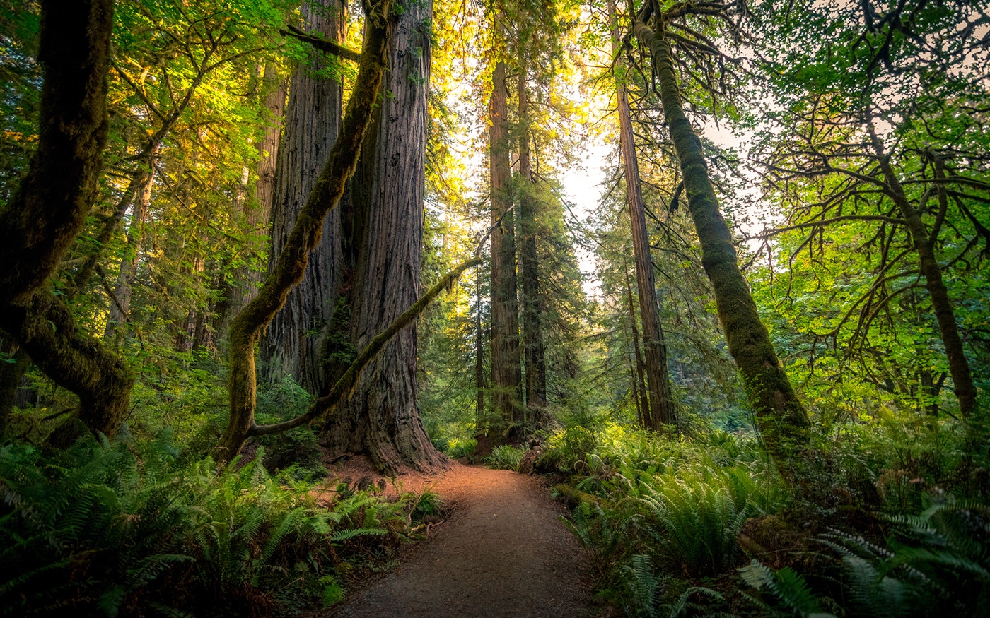 Green Spaces Whangarei - Forest Bathing for your health