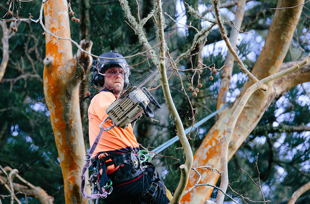 cultures northland remove trees